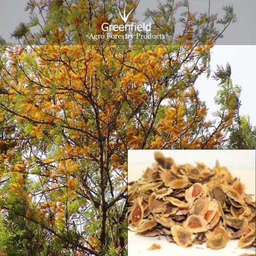 Silver oak ornamental tree seeds ( grevillea robusta )